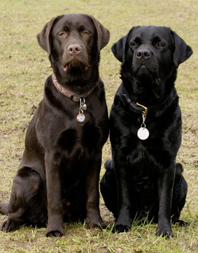 Shop Hundephysiotherapie