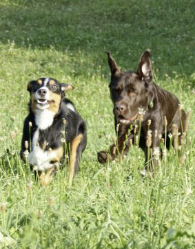 Fitte Hunde durch Physiotherapie
