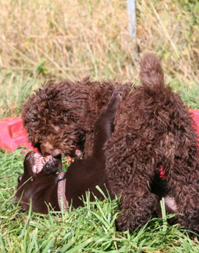 Seminare rund um Hundephysiotherapie