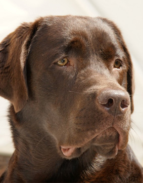Anwendungsgebiete der Hundephysiotherapie