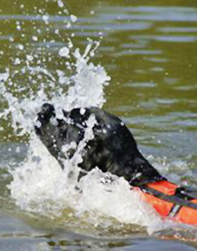 Aktuelles rund um Hundephysiotherapie